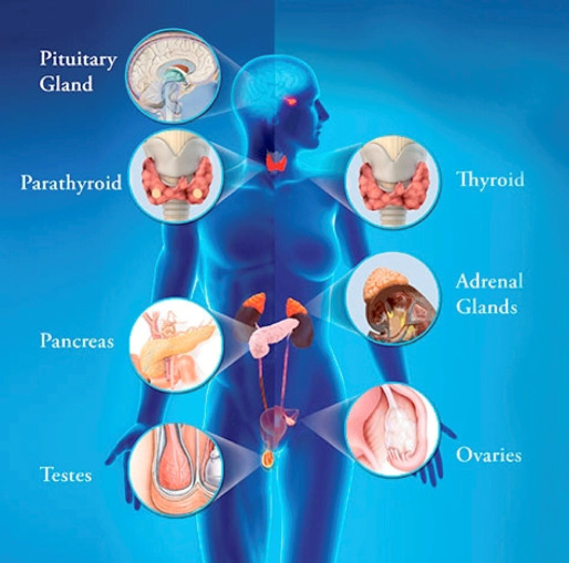 Направления — Медицинский центр Авиценна